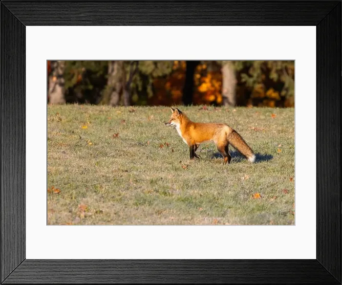 Framed Print : Red fox in autumn Framed Print : Red fox in autumn