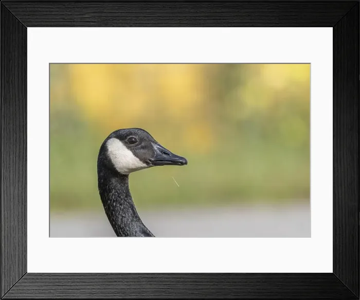 Framed Print : Portrait of a Canada goose (Branta canadensis). Bas Rhin, Alsace, France, Europe Framed Print : Portrait of a Canada goose (Branta canadensis). Bas Rhin, Alsace, France, Europe