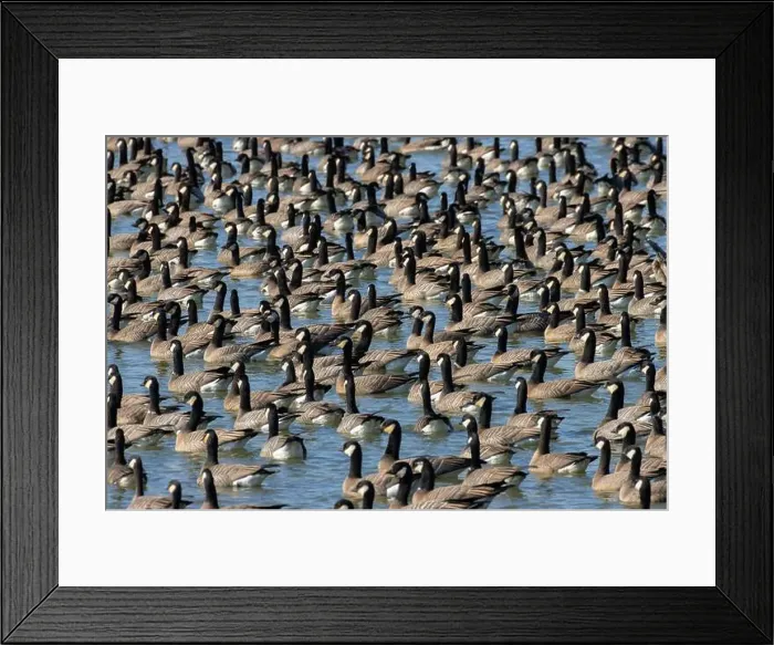 Framed Print : Canada geese (Branta canadensis) on Fernhill Lake, Fernhill Wetlands, Forest Grove, Oregon Framed Print : Canada geese (Branta canadensis) on Fernhill Lake, Fernhill Wetlands, Forest Grove, Oregon