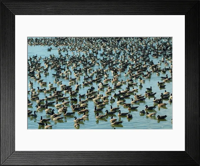 Framed Print : Canada geese (Branta canadensis) on Fernhill Lake, Fernhill Wetlands, Forest Grove, Oregon Framed Print : Canada geese (Branta canadensis) on Fernhill Lake, Fernhill Wetlands, Forest Grove, Oregon