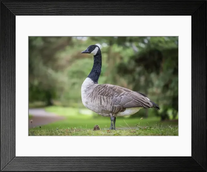 Framed Print : Canada goose (Branta canadensis) standing in a meadow against a blurred background Framed Print : Canada goose (Branta canadensis) standing in a meadow against a blurred background
