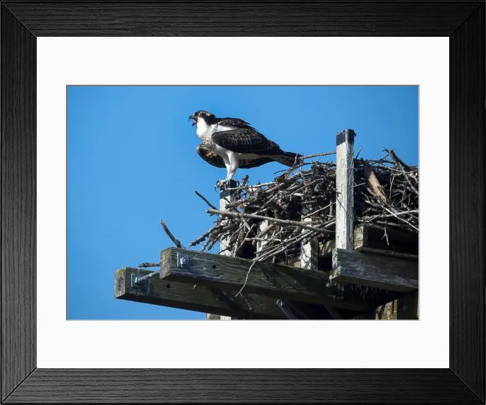 Framed Print : Osprey calling from high nest on clear day in Nova Scotia Framed Print : Osprey calling from high nest on clear day in Nova Scotia