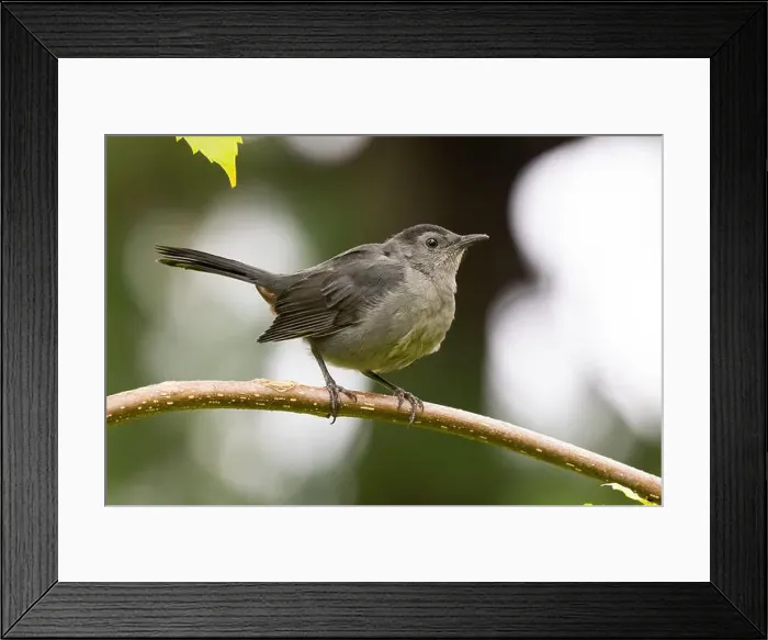 Framed Print : gray catbird (Dumetella carolinensis) Framed Print : gray catbird (Dumetella carolinensis)