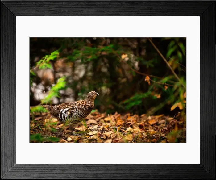 Framed Print : Ruffed grouse autumn, perdrix, gelinotte hupée, quebec, canada Framed Print : Ruffed grouse autumn, perdrix, gelinotte hupée, quebec, canada
