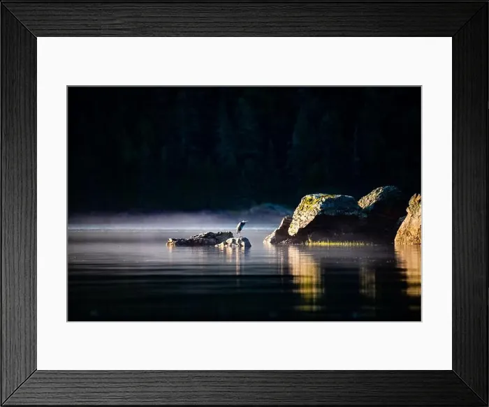 Framed Print : Grand Héron, Great Blue Heron, parc du bic, quebec, canada Framed Print : Grand Héron, Great Blue Heron, parc du bic, quebec, canada