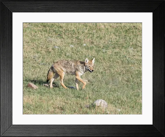 Framed Print : A coyote pads along the prairie Framed Print : A coyote pads along the prairie