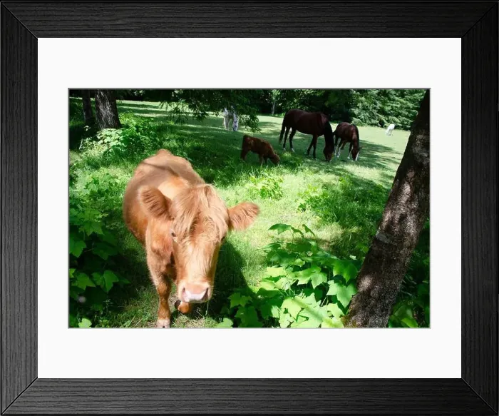Framed Print : Horses and calf grazing in a meadow Framed Print : Horses and calf grazing in a meadow