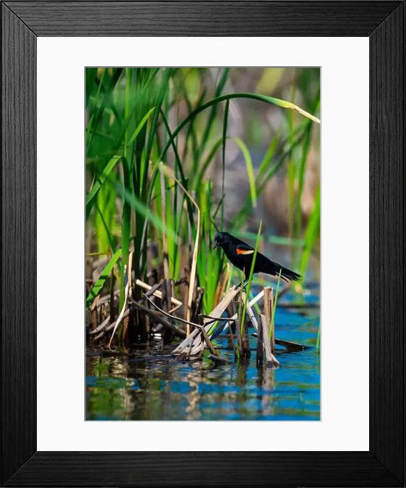 Framed Print : Bird, Québec, Canada, National park, Agelaius phoeniceus, carouge a épaulette, red-winged blackbird Framed Print : Bird, Québec, Canada, National park, Agelaius phoeniceus, carouge a épaulette, red-winged blackbird