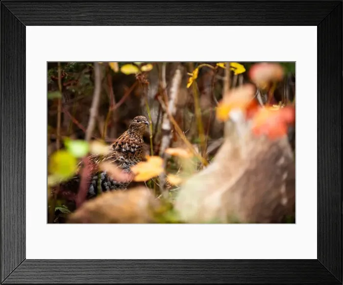 Framed Print : Ruffed grouse autumn, perdrix, gelinotte hupée, quebec, canada Framed Print : Ruffed grouse autumn, perdrix, gelinotte hupée, quebec, canada
