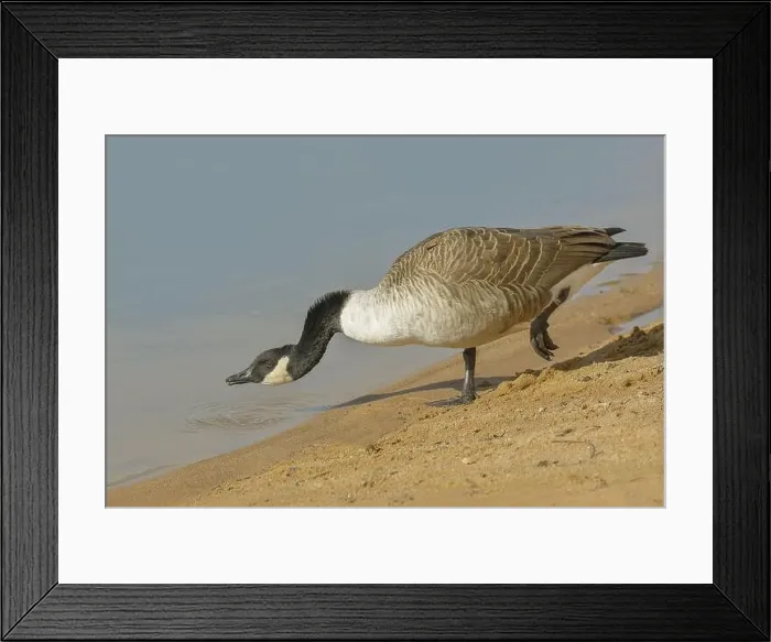 Framed Print : Canada goose (Branta canadensis) Framed Print : Canada goose (Branta canadensis)
