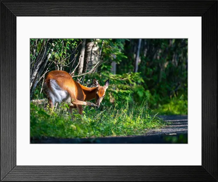 Framed Print : Deer, forest, chevreuil, Quebec, Canada, Parc du bic, hunting, chasse