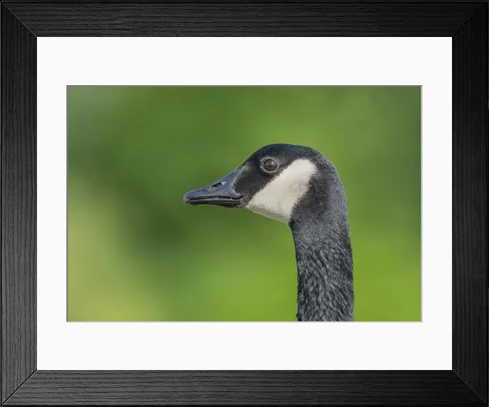 Framed Print : Portrait of a Canada goose (Branta canadensis). Bas Rhin, Alsace, France, Europe Framed Print : Portrait of a Canada goose (Branta canadensis). Bas Rhin, Alsace, France, Europe