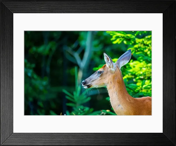 Framed Print : Deer, forest, chevreuil, Quebec, Canada, Parc du bic, hunting, chasse