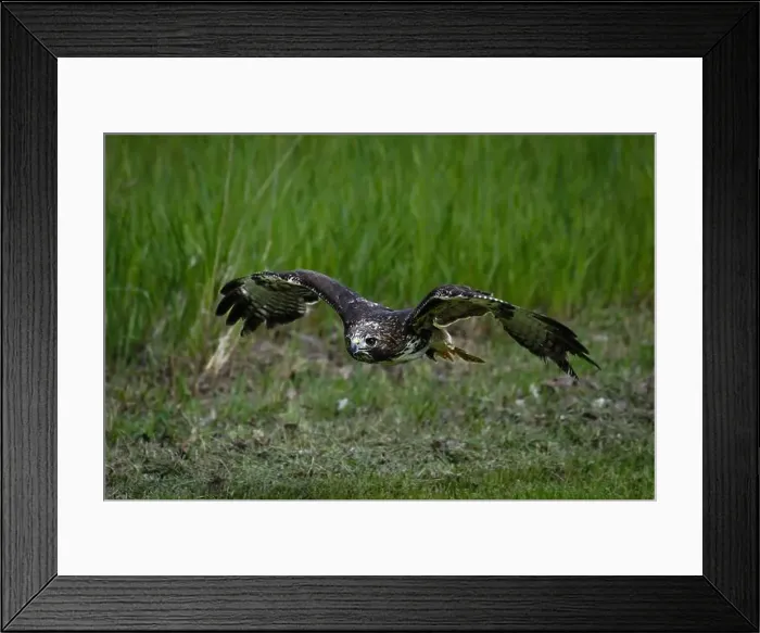 Framed Print : Close-up of a red tail hawk in flight, British Columbia, Canada Framed Print : Close-up of a red tail hawk in flight, British Columbia, Canada