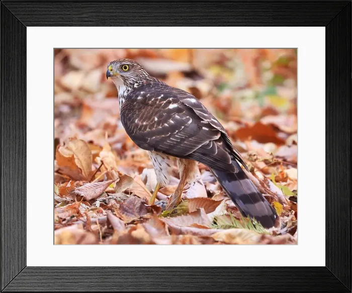 Framed Print : Cooper's Hawk standing on the ground with his prey surrounded by autumn leaves, Quebec, Canada Framed Print : Cooper's Hawk standing on the ground with his prey surrounded by autumn leaves, Quebec, Canada