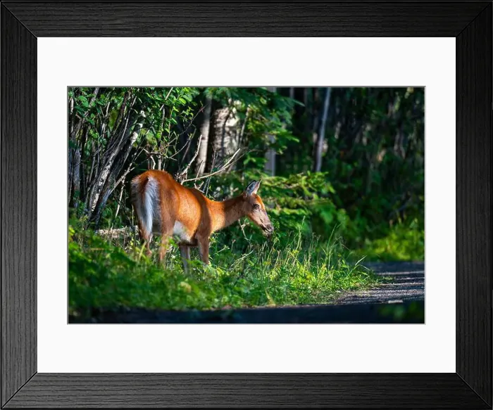 Framed Print : Deer, forest, chevreuil, Quebec, Canada, Parc du bic, hunting, chasse