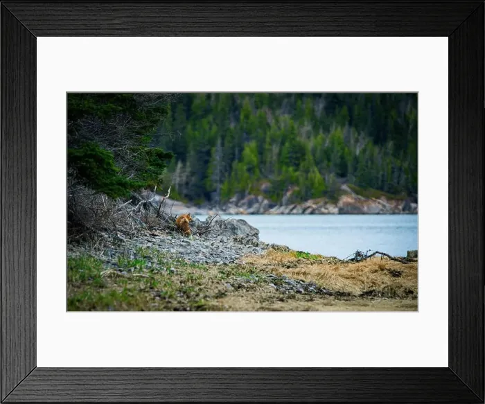 Framed Print : Fox, renard, red, landscape, quebec, canada, river Framed Print : Fox, renard, red, landscape, quebec, canada, river