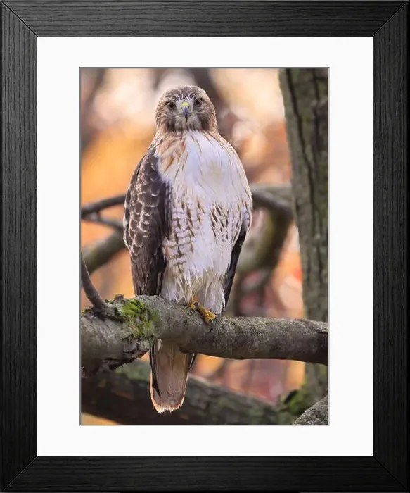 Framed Print : Red-tailed Hawk perched on a branch tree in the forest, Quebec, Canada Framed Print : Red-tailed Hawk perched on a branch tree in the forest, Quebec, Canada