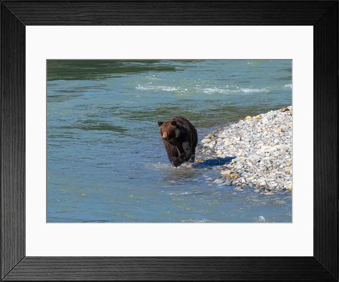 Framed Print : Brown bear on the hunt in the shallow waters of the Bute inlat, British Columbia Framed Print : Brown bear on the hunt in the shallow waters of the Bute inlat, British Columbia