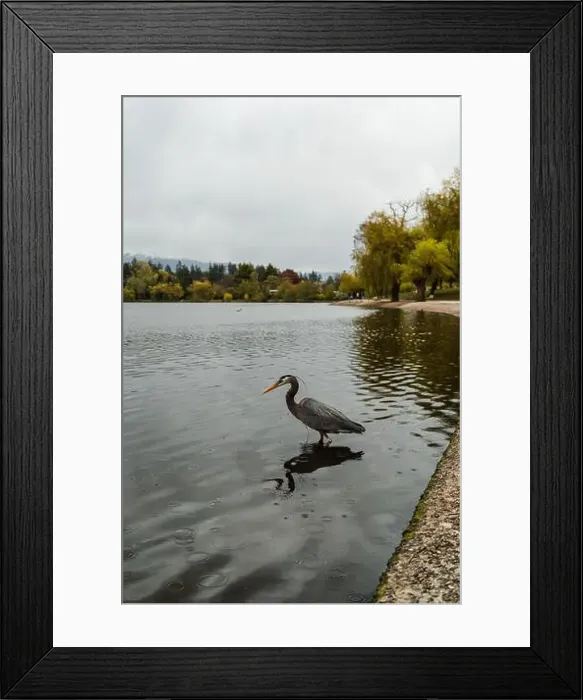 Framed Print : Blue heron on a rainy day in Lost Lagoon lake Stanly Park, Vancouver Framed Print : Blue heron on a rainy day in Lost Lagoon lake Stanly Park, Vancouver