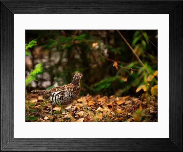 Framed Print : Ruffed grouse autumn, perdrix, gelinotte hupée, quebec, canada Framed Print : Ruffed grouse autumn, perdrix, gelinotte hupée, quebec, canada