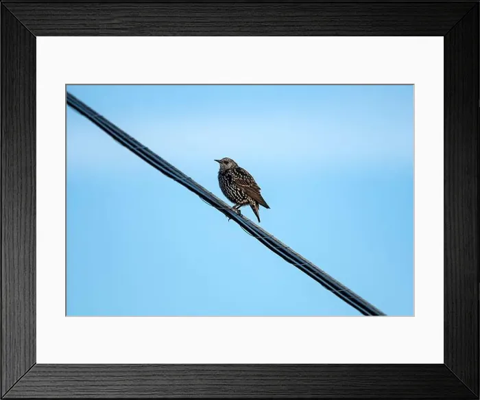 Framed Print : Starling perched on wire on clear day in Nova Scotia Framed Print : Starling perched on wire on clear day in Nova Scotia