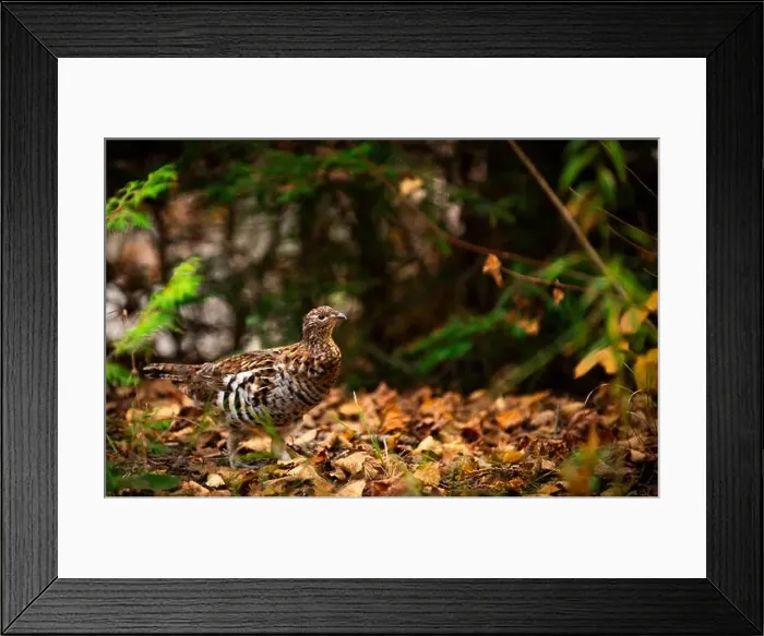 Framed Print : Ruffed grouse autumn, perdrix, gelinotte hupée, quebec, canada Framed Print : Ruffed grouse autumn, perdrix, gelinotte hupée, quebec, canada