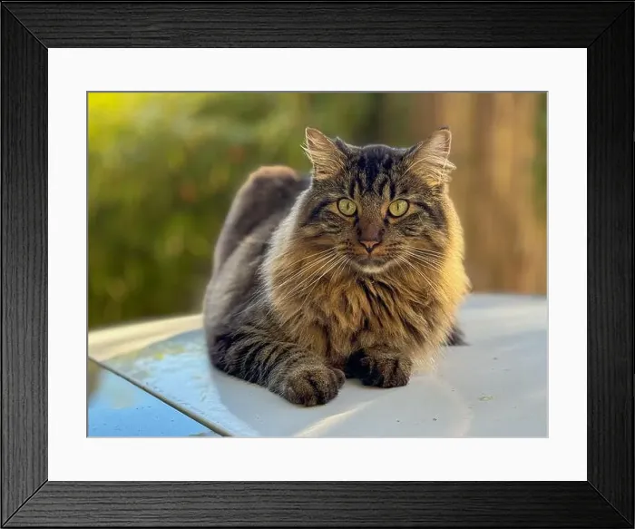 Framed Print : Close-up of a fluffy longhaired tabby cat sitting outdoors in sunlight, British Columbia, Canada Framed Print : Close-up of a fluffy longhaired tabby cat sitting outdoors in sunlight, British Columbia, Canada