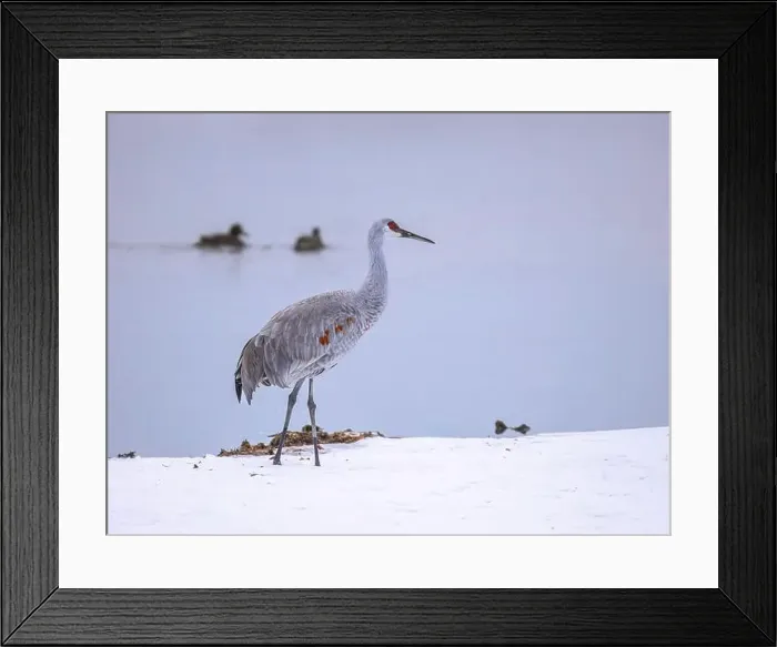 Framed Print : The sandhill crane(Antigone canadensis) in the snow Framed Print : The sandhill crane(Antigone canadensis) in the snow