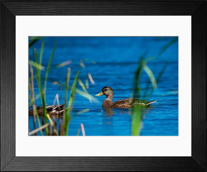 Framed Print : Duck, canard, lac, lake, floating, quebec, canada Framed Print : Duck, canard, lac, lake, floating, quebec, canada