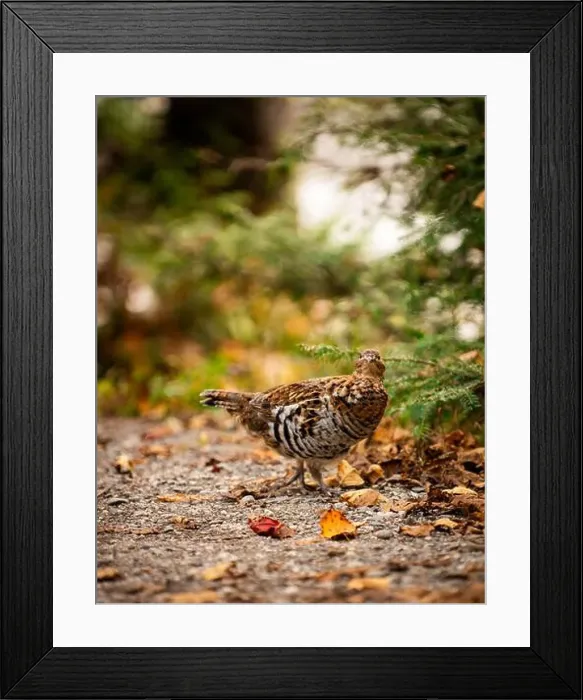 Framed Print : Ruffed grouse autumn, perdrix, gelinotte hupée, quebec, canada Framed Print : Ruffed grouse autumn, perdrix, gelinotte hupée, quebec, canada