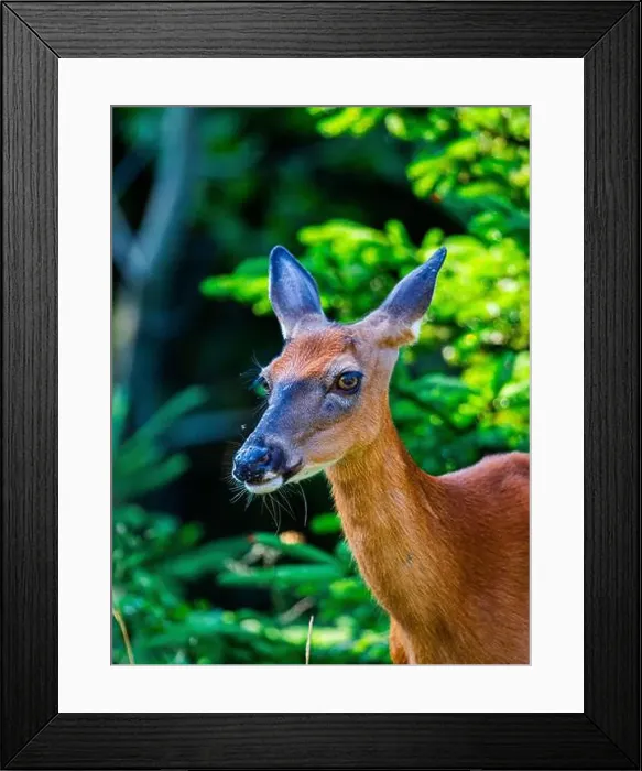 Framed Print : Deer, forest, chevreuil, Quebec, Canada, Parc du bic, hunting, chasse