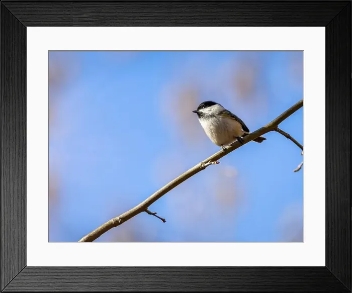 Framed Print : A closeup of a blacked capped chickadee perched on a branch on blurred background Framed Print : A closeup of a blacked capped chickadee perched on a branch on blurred background