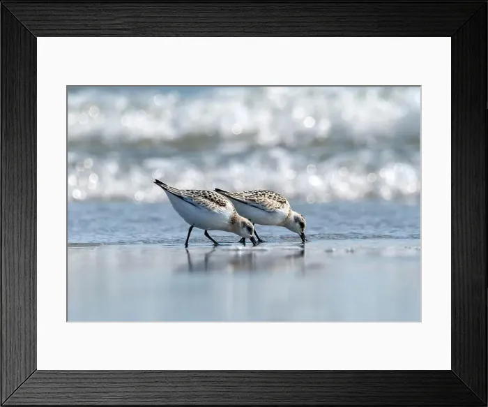 Framed Print : Pair of sanderlings foraging at water's edge in Nova Scotia