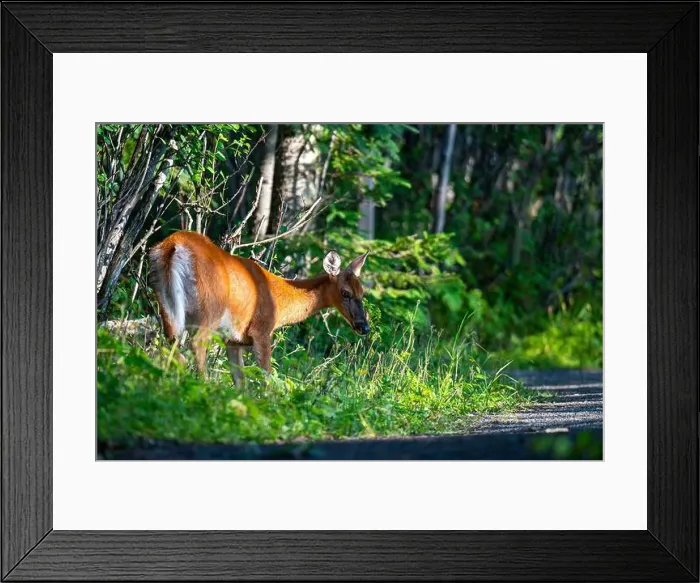 Framed Print : Deer, forest, chevreuil, Quebec, Canada, Parc du bic, hunting, chasse