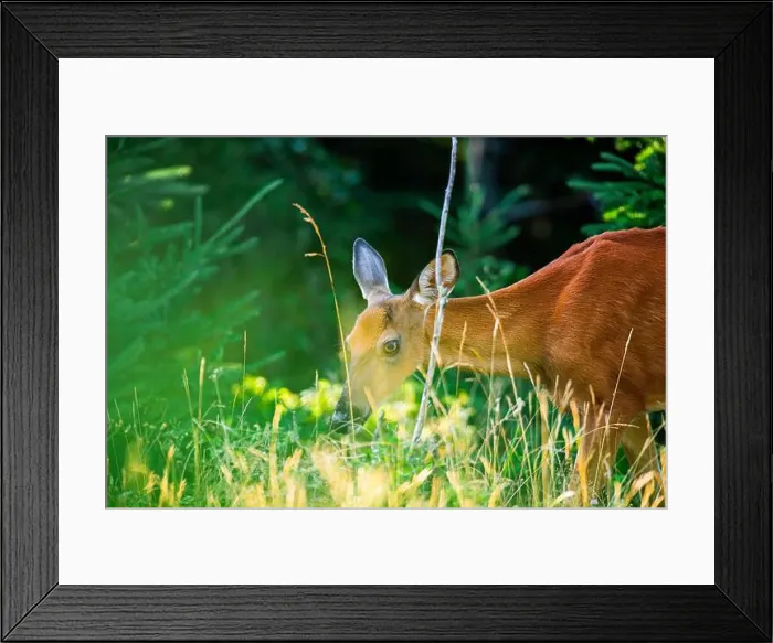 Framed Print : Deer, forest, chevreuil, Quebec, Canada, Parc du bic, hunting, chasse