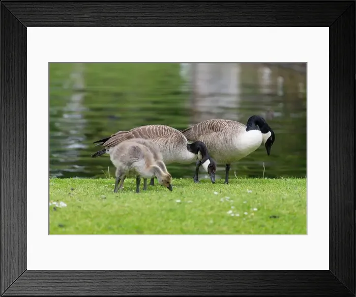 Framed Print : Close up of Canada goose (branta canadensis) goslings foraging for food on the waters edge Framed Print : Close up of Canada goose (branta canadensis) goslings foraging for food on the waters edge