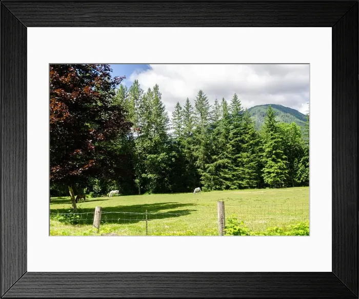 Framed Print : White Horses agrazing in a meadow Framed Print : White Horses agrazing in a meadow