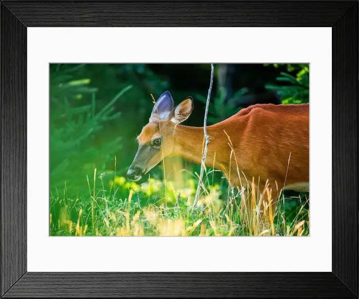 Framed Print : Deer, forest, chevreuil, Quebec, Canada, Parc du bic, hunting, chasse