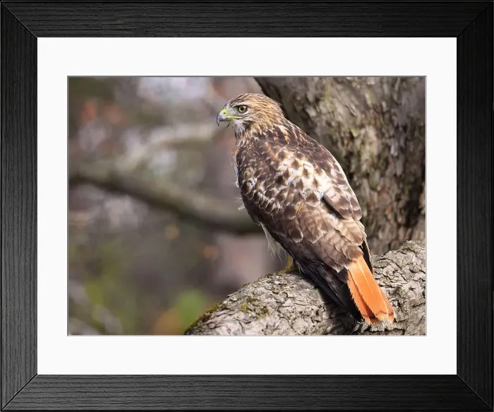 Framed Print : Red-tailed Hawk perched on a branch tree in the forest, Quebec, Canada Framed Print : Red-tailed Hawk perched on a branch tree in the forest, Quebec, Canada