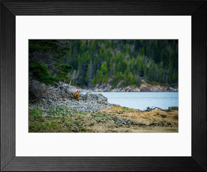 Framed Print : Fox, renard, red, landscape, quebec, canada, river Framed Print : Fox, renard, red, landscape, quebec, canada, river