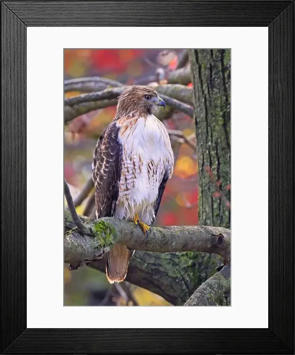 Framed Print : Red-tailed Hawk perched on a branch tree in the forest, Quebec, Canada Framed Print : Red-tailed Hawk perched on a branch tree in the forest, Quebec, Canada