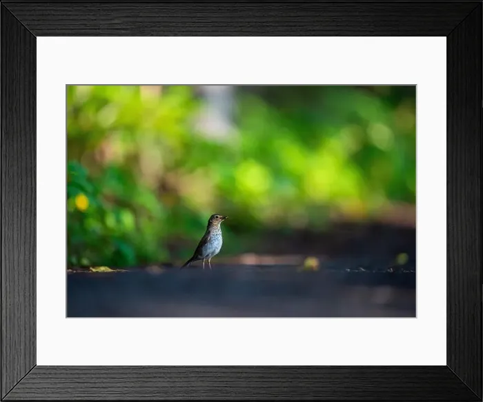 Framed Print : Bird, Québec, Canada, National park Framed Print : Bird, Québec, Canada, National park
