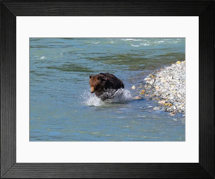 Framed Print : brown bear jumping into the water after a Salmon Framed Print : brown bear jumping into the water after a Salmon