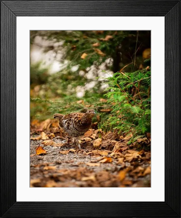 Framed Print : Ruffed grouse autumn, perdrix, gelinotte hupée, quebec, canada