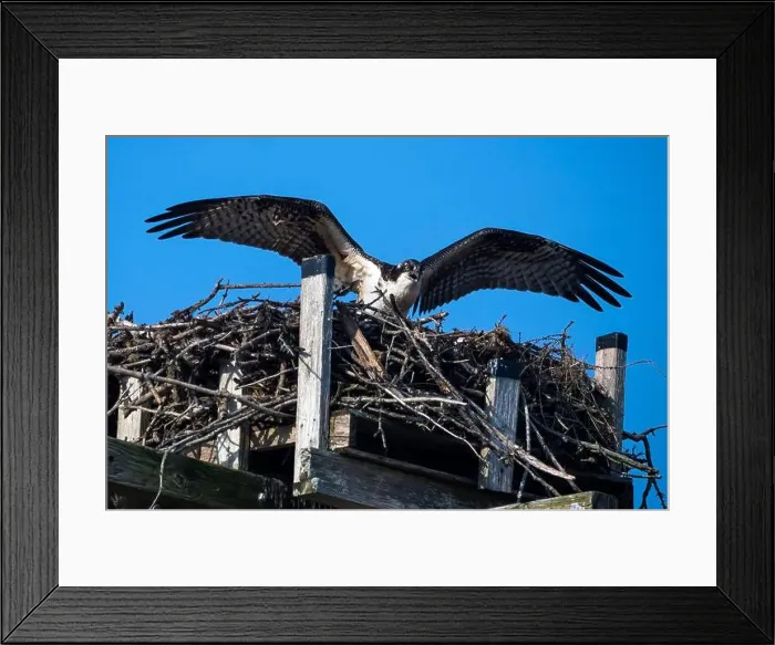 Framed Print : Osprey about to take off from high nest on clear day in Nova Scotia Framed Print : Osprey about to take off from high nest on clear day in Nova Scotia
