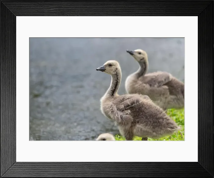 Framed Print : Close up of a Canada goose (branta canadensis) gosling by the waters edge Framed Print : Close up of a Canada goose (branta canadensis) gosling by the waters edge
