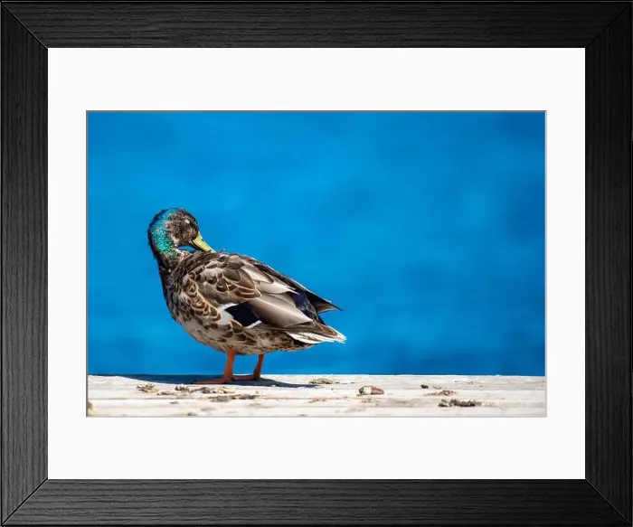 Framed Print : Duck, canard, lac, lake, floating, quebec, canada Framed Print : Duck, canard, lac, lake, floating, quebec, canada
