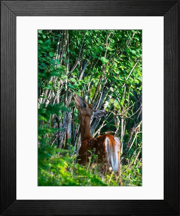 Framed Print : Deer, forest, chevreuil, Quebec, Canada, Parc du bic, hunting, chasse Framed Print : Deer, forest, chevreuil, Quebec, Canada, Parc du bic, hunting, chasse