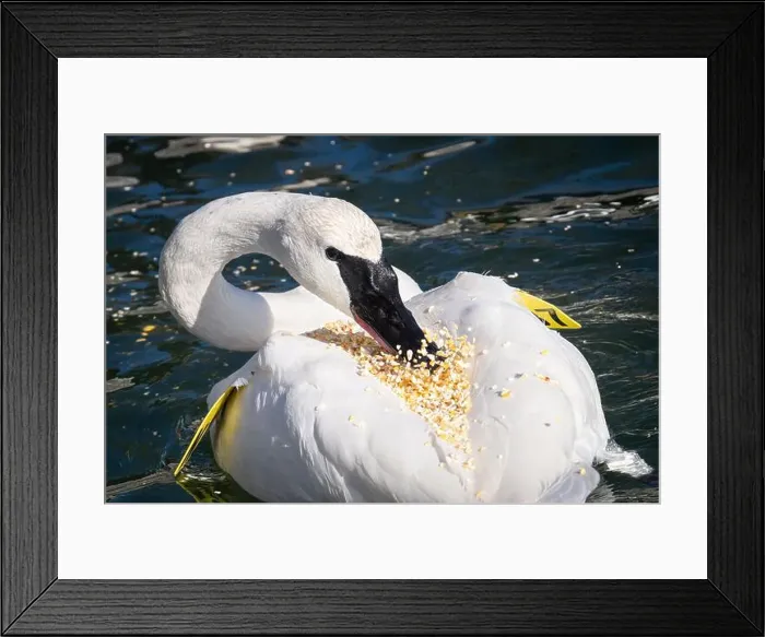 Framed Print : A trumpeter swan eats cracked corn that accidentally ended up on its back after it swam underneath a birder fed it Framed Print : A trumpeter swan eats cracked corn that accidentally ended up on its back after it swam underneath a birder fed it